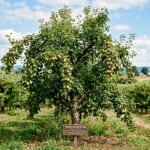 Navigator Pear